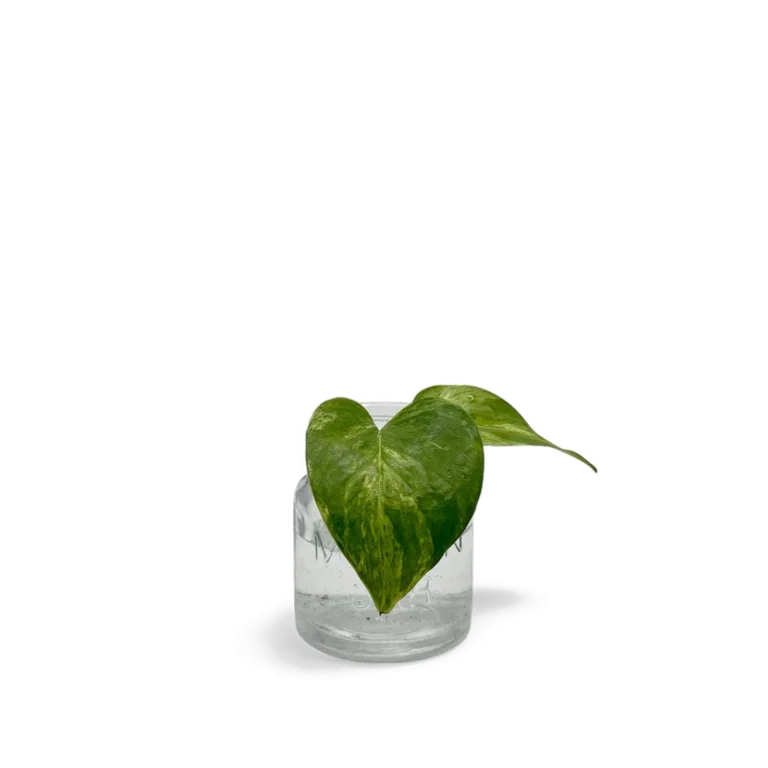 Teruno Amazon pothos cutting with a broad heart-shaped green leaf streaked with cream variegation, rooting in water in a small glass jar