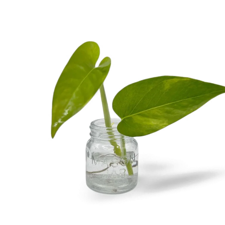 Teruno Junior pothos cutting with two green leaves showing lighter marbled variegation in a small glass mason jar