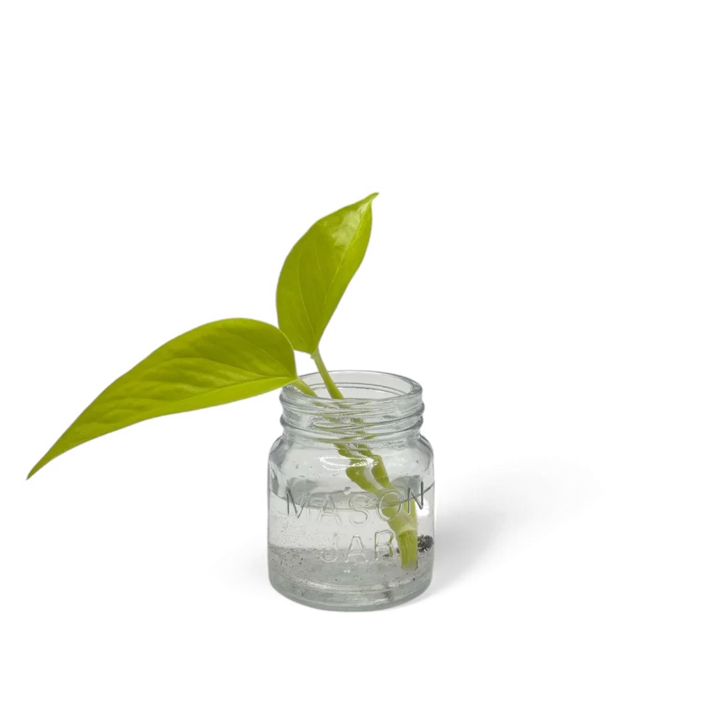 Teruno Kaguya pothos cutting with two luminous chartreuse leaves rooting in water in a small glass mason jar