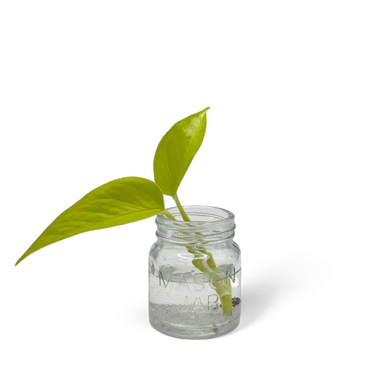 Teruno Kaguya pothos cutting with two luminous chartreuse leaves rooting in water in a small glass mason jar