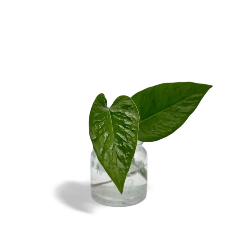 Teruno Linda pothos cutting with two deep green, heavily textured leaves in a small glass mason jar
