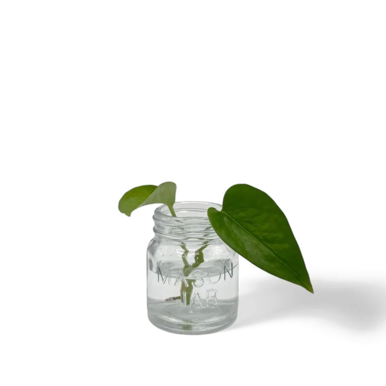 Teruno Venus pothos cutting with compact glossy deep-green heart-shaped leaves in a small glass mason jar