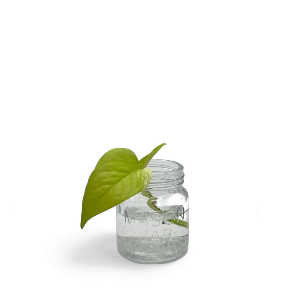 Teruno Wakakusa pothos cutting with a fresh spring-green heart-shaped leaf in a small glass mason jar