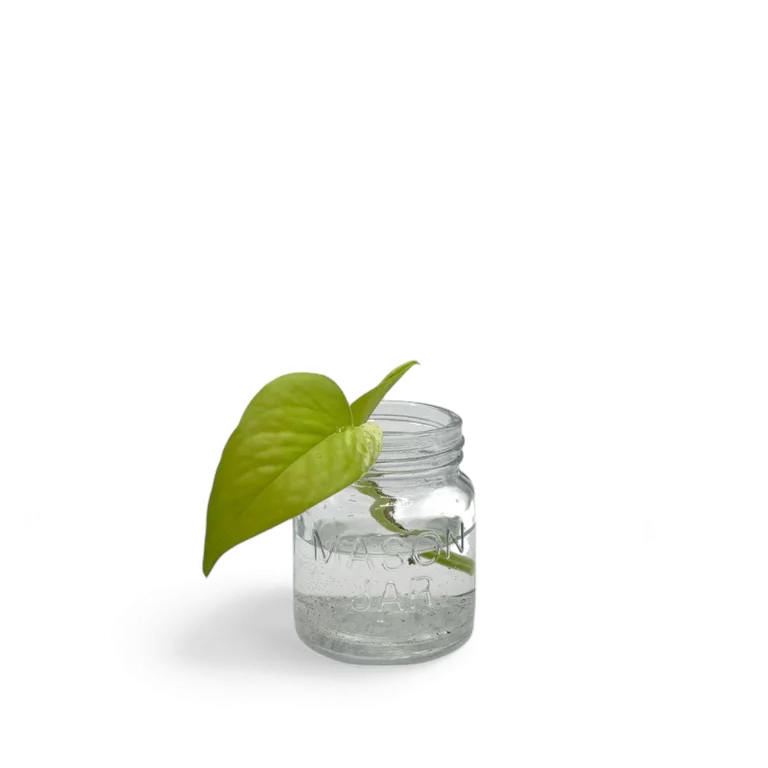 Teruno Wakakusa pothos cutting with a fresh spring-green heart-shaped leaf in a small glass mason jar